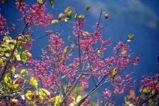[최원식의 산] 팔공산 동산계곡∼하늘정원∼비로봉(1천193m, 군위군)