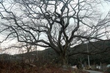 [서태영의 포토 바이킹 .21] 대구 봉무동~미대들녘~용수동~동화사 봉황몸통길