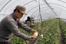 농사에 IT 접목…경북 ‘스마트 팜 시대’