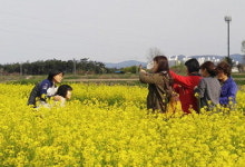 “유채꽃 만발…경산 대부잠수교로 오세요”