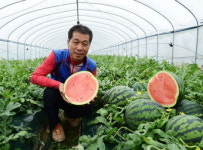 고령 우곡 그린수박 첫 출하