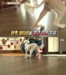 동물농장 강아지 공장 큰 파문, 효린 루나 유소영 윤계상 등 스타들 동물보호법 개정 촉구