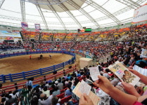 청도 소싸움장 재개장 속속 드러나는 의혹들