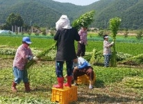 안동, 금소마을의 안동포 원료 대마(삼) 수확 시작