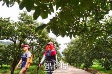 [비슬산 둘레길 108㎞ .9] 제7구간 우록백합나무길(상) 청도 이서면 수야2리 경로당∼목백합나무 군락지(5.7㎞)