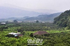 [비슬산 둘레길 108㎞ .9] 제7구간 우록백합나무길(상) 청도 이서면 수야2리 경로당∼목백합나무 군락지(5.7㎞)