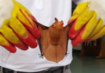 사무실에 날아든 황금박쥐