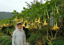 구미 산동 안문수마을은‘꽃대궐’