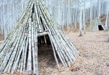 [김찬일의 방방곡곡/길을 걷다] 강원도 인제군 ‘속삭이는 자작나무 숲’