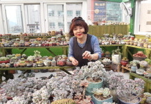 1500개 다육 화분이 반기는 카페…전국 각지서 마니아 발길 이어져