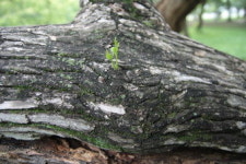 [김재웅의 나무로 읽는 삼국유사] 경주 계림