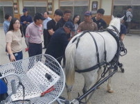 해외전문가 영천서 국내 첫 마차운행 교육