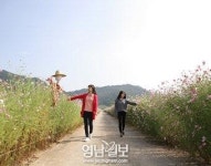 문경 산북면 코스모스길