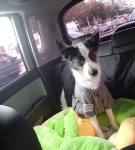 차 한대에 1마리 원칙, 100% 예약제…대구에 반려견 전용택시 ‘씽씽’