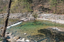 [김재웅의 나무로 읽는 삼국유사] 운문사와 배나무