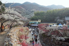 [김찬일의 방방곡곡/길을 걷다] 광양 섬진강 갈미봉 쫓비산 청매실 마을