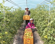 예천‘돌 토마토’ 본격출하