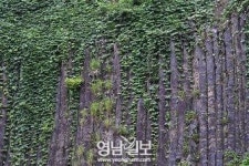 [내마음의 쉼표, 이야기 따라 포항여행] ⑦ 연일읍 달전리 주상절리
