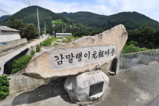 [이야기따라 청도 여행 .1] 청도반시 시조목과 감말랭이