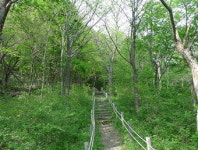 [류혜숙의 여행스케치] 영양 수비면 금강소나무생태경영림