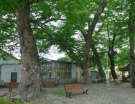 [류혜숙의 여행스케치] 영양 수비면 금강소나무생태경영림