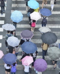 횡단보도 건너는 우산들
