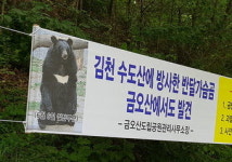 구미까지 온 김천 반달가슴곰 이번에는 어디로 가려는 걸까…