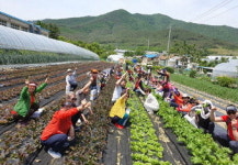도시소비자 대상 농산물 체험