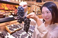 캠벨포도의 계절