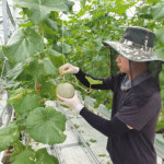 영양군, 스마트팜 경영실습임대농장 운영 활발