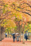 [포토뉴스] 수성못 만추 터널
