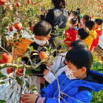 청송 진보초등 사과따기 체험에 다녀왔어요