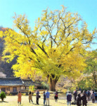 [포토뉴스] 경주 운곡서원 은행나무 노랗게 물들다