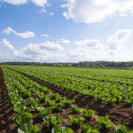 [이기송의 환경과 사람] 가장 소중한 것…땅에서 자라는 흔한 것들이 금·산삼보다 귀한 것이다