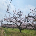 [동네뉴스-스마트폰 세상보기] 경북 칠곡 지천면 산리 초입 수줍게 꽃망울을 터트린 복숭아밭
