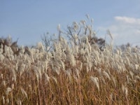 [동네뉴스-스마트폰 세상보기] 대구 율하체육공원, 가을바람에 일렁이는 은빛 물결