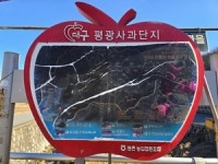 [대구 농업리포트-②] 대구 사과의 명맥을 이어가는 평광마을