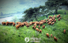 한우 쇠고기 이렇게 비싸도 되나?