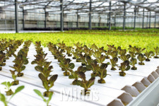 미래 농업은 제조업… 비법은 ‘식물공장’