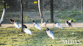 한반도 멸종 따오기… 40년 만에 우포 하늘로 날았다