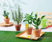 ‘반려식물’ 길러볼까… 홈가드닝 열풍