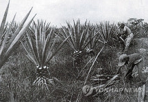 멕시코 이민 120주년… ‘눈물의 애니깽’에서 ‘비바 꼬레아’로