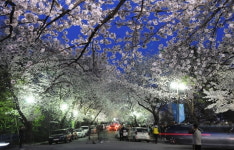 [대학생 기자] 경희대 호숫가, 순천향대 피닉스광장... 사랑이 이뤄지는 캠퍼스 벚꽃명소 베스트3