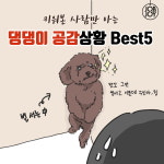 [카드뉴스] 키워본 사람만 아는 댕댕이 견주 공감