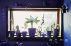 낯선 식물을 팝니다