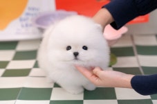 부산 애견샵 미유펫, 12월 강아지·고양이분양 비용 할인 이벤트