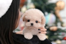 부산애견샵 미유펫, 연말맞이 강아지 고양이 무료 분양 이벤트