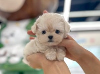 테디럽 인천, 3월 신학기 맞아 강아지·고양이 분양 이벤트 진행