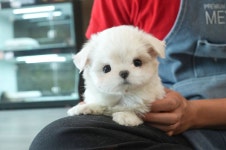 광주 미유펫 애견샵, 9월 강아지·고양이 분양 할인 이벤트 진행