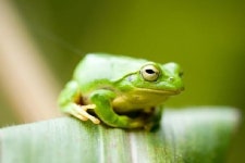 [오늘의 시] ‘출정出定’ 조오현 “경칩, 개구리 그 한 마리가 그 울음으로”